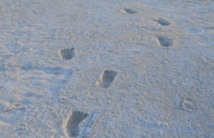 Where time leaves footprints: The national park rewriting human history